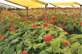 人(rén)參用(yòng)葉葉樂(yuè)後苗齊、苗壯、防土(tǔ)傳病害