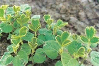 大(dà)豆除草(cǎo)劑殘留藥害