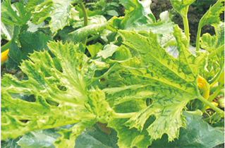 西(xī)葫蘆花(huā)葉病毒病